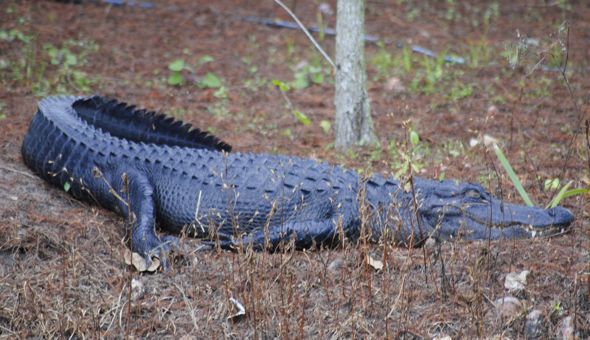 alligator napping